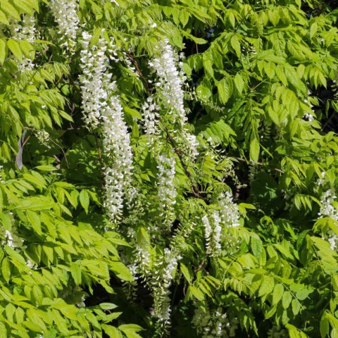 WISTERIA FLORIBUNDA ALBA