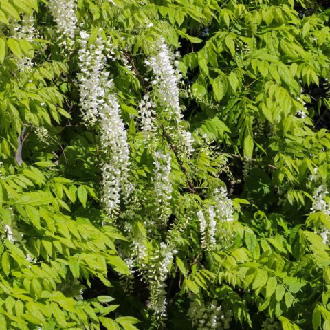 WISTERIA FLORIBUNDA ALBA - Japanese Wisteria