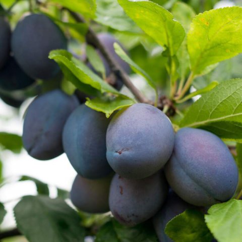 PRUNUS DOMESTICA - CIRUELO STANLEY