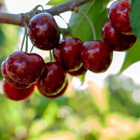 PRUNUS AVIUM - CEREZO 3-13