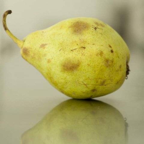 PYRUS COMMUNIS - PERAL Blanquilla, Pera de agua