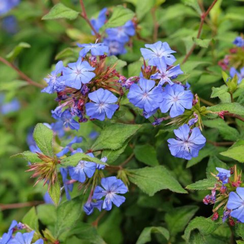 CERATOSTIGMA PLUMBAGINOIDES - Falso Plumbago