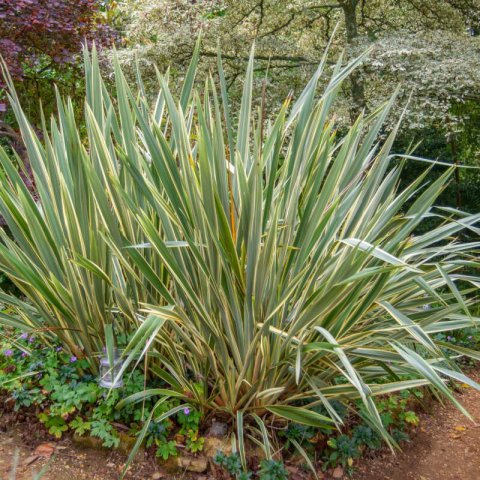 PHORMIUM TENAX VARIEGATUM