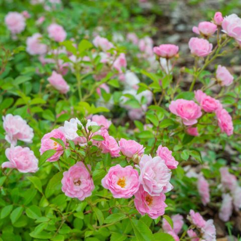 ROSAL TAPIZANTE The Fairy Rosa