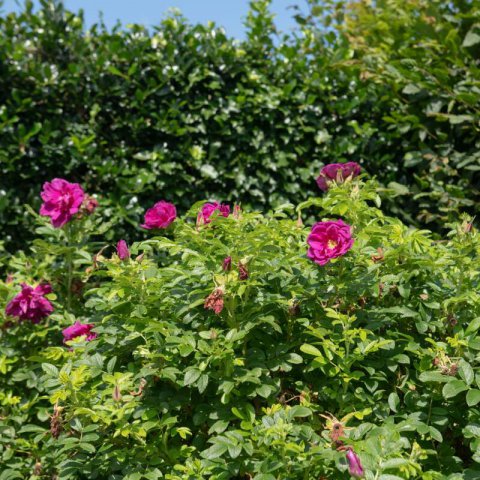 ROSA RUGOSA Roseraie de LHay