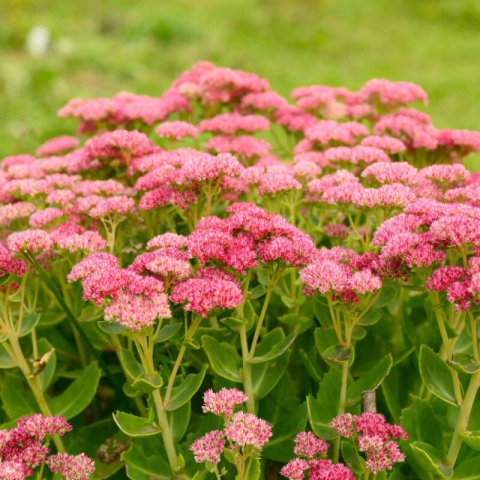 SEDUM TELEPHIUM - Orpine