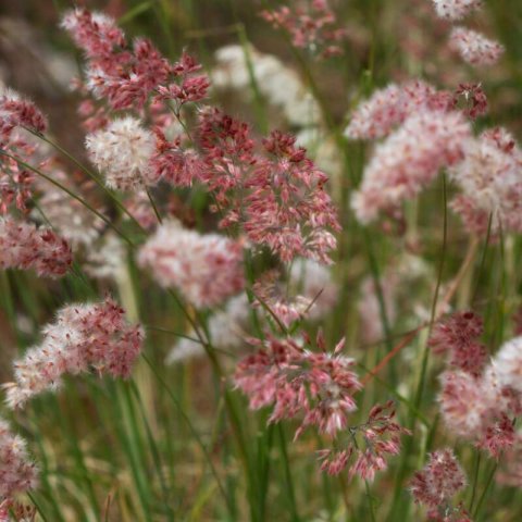 MELINIS NERVIGLUMIS - Ruby Grass