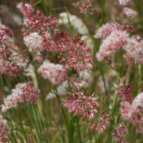 MELINIS NERVIGLUMIS - Melinis