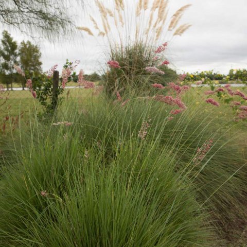 MELINIS NERVIGLUMIS - Ruby Grass