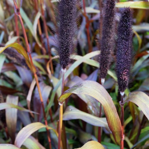 PENNISETUM GLAUCUM Purple