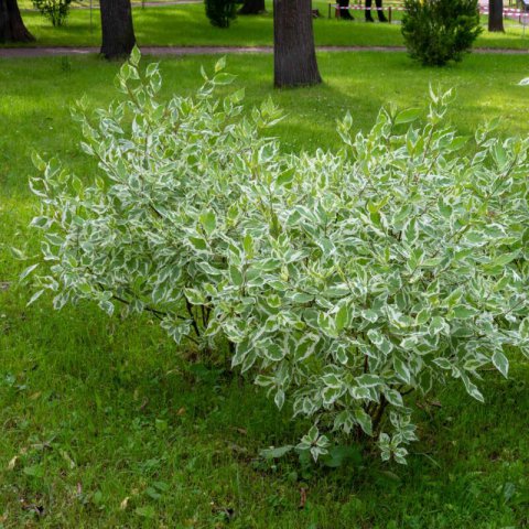 CORNUS ALBA Elegantissima - Red-barked dogwood Elegantissima