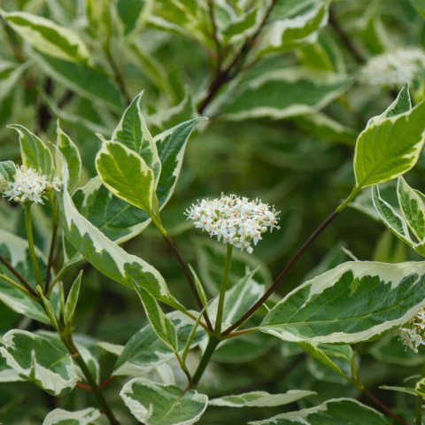 CORNUS ALBA Elegantissima - Red-barked dogwood Elegantissima