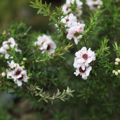 LEPTOSPERMUM SCOPARIUM White - White Manuka