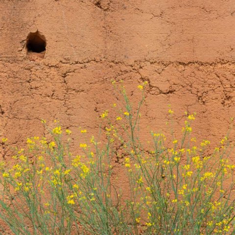 CORONILLA JUNCEA - Coronilla verde