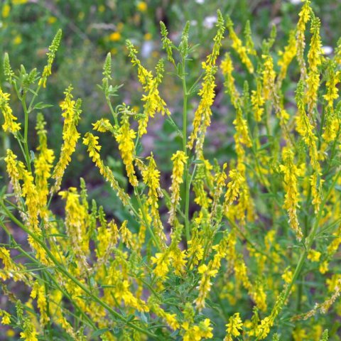 MELILOTUS OFFICINALIS, Silvestre