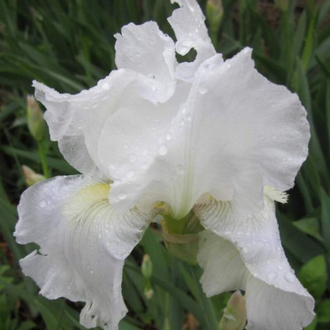 IRIS GERMANICA Immortality - Lirio blanco Immortality