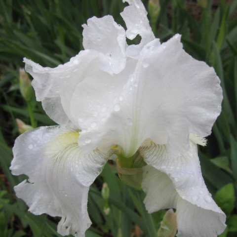 IRIS GERMANICA Immortality