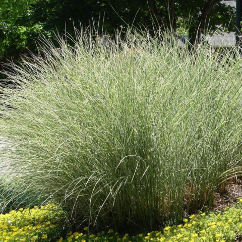 MISCANTHUS SINENSIS Morning Light - Zebra Grass