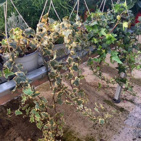 HEDERA HELIX MINOR