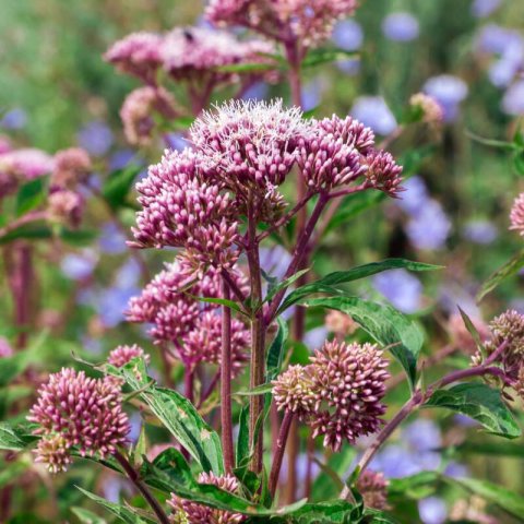 EUPATORIUM CANNABINUM - Cannabina, Caamo acutico