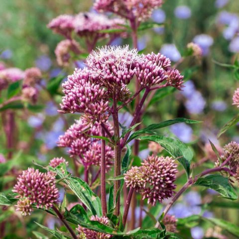 EUPATORIUM CANNABINUM - Hemp-agrimony