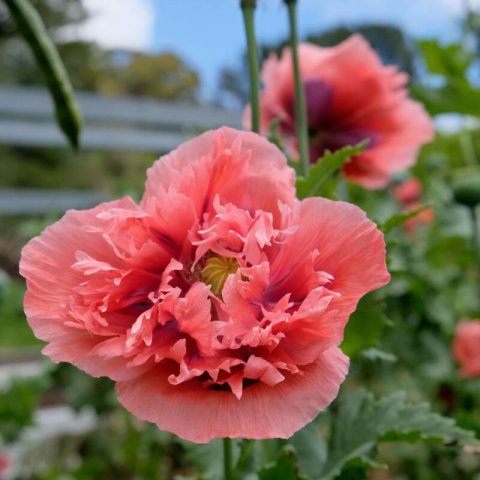 PAPAVER SOMNIFERUM Dbl mix