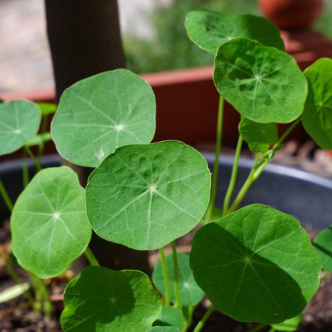 TROPAEOLUM NANUM Tom Thumb Black Velvet - Dwarf Nasturtium