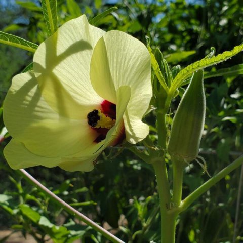 ABELMOSCHUS ESCULENTUS - Spineless Okra