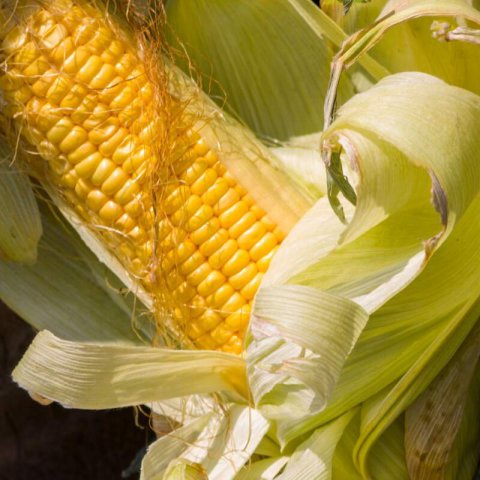 ZEA MAYS Golden Bantam - Sweet Corn Golden Bantam #1