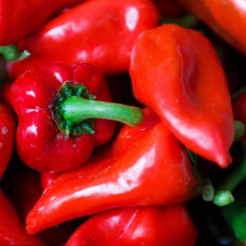 CAPSICUM ANNUUM - SPANISH PIQUILLO SWEET PEPPER