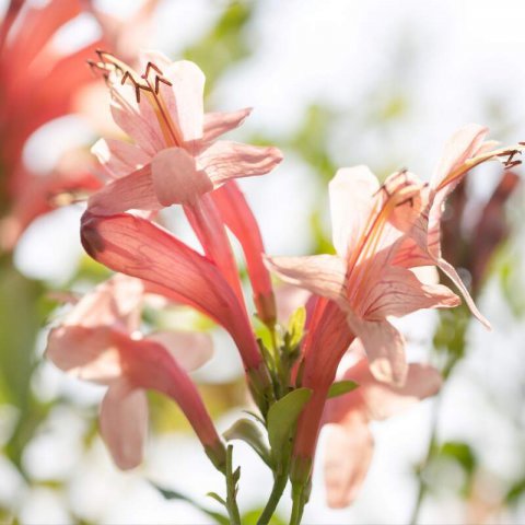 TECOMARIA CAPENSIS Salmn - Bignonia salmn