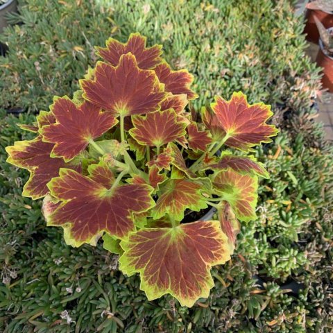 PELARGONIUM EXOTICO - Pelargonium