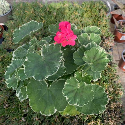 PELARGONIUM EXOTICO - Pelargonium