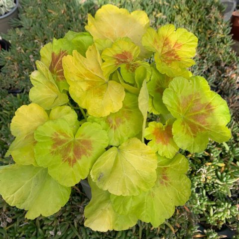 PELARGONIUM EXOTICO