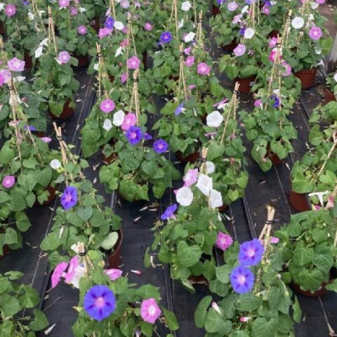 IPOMOEA TRICOLOR - Morning Glory