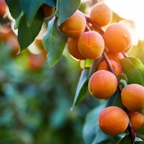 PRUNUS ARMENIACA - ALBARICOQUE PAVIOT