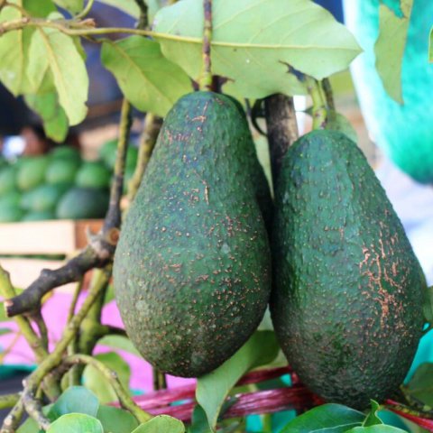 PERSEA AMERICANA - AGUACATE PINKERTON