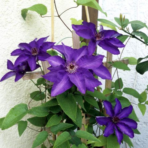 CLEMATIS The President (EL)