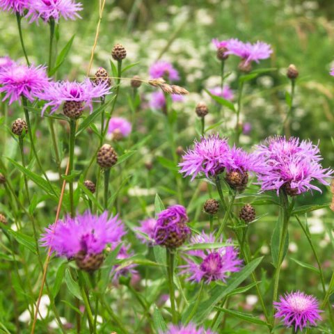 CENTAUREA JACEA - Brown Knapweed #1