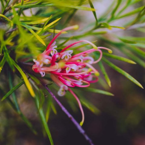 GREVILLEA x SEMPERFLORENS - Grvillier #1