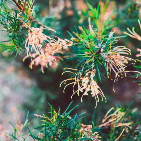 GREVILLEA x SEMPERFLORENS - Grvillier #2