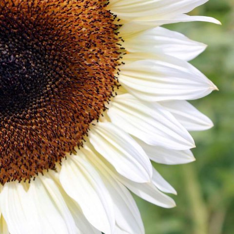 HELIANTHUS DEBILIS Vanilla Ice #1