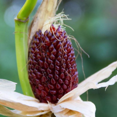 ZEA MAYS - Maz fresa rojo