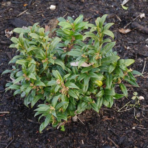 SARCOCOCCA HOOKERIANA - Himalayan Sweet Box #1