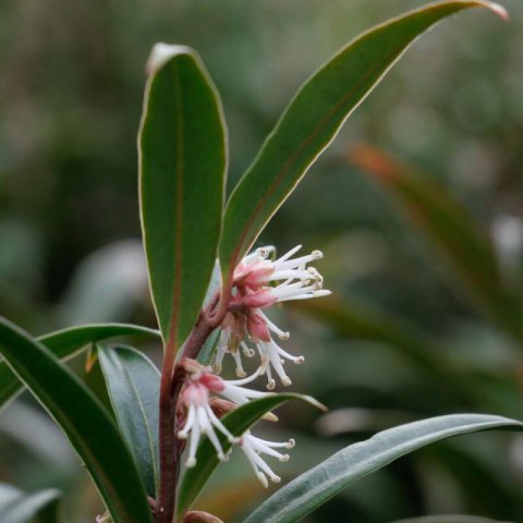 SARCOCOCCA HOOKERIANA - Himalayan Sweet Box #2