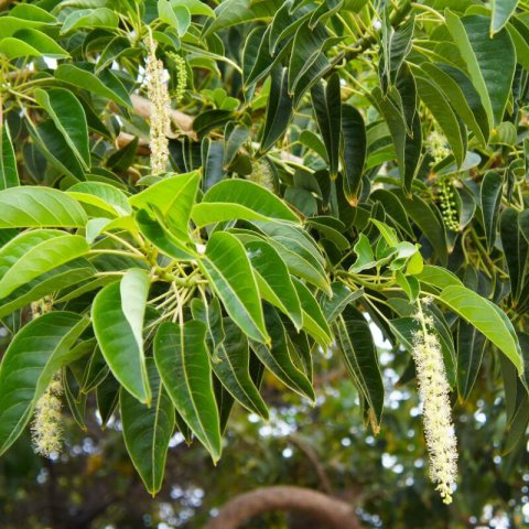 PHYTOLACCA DIOICA - Belombra #1