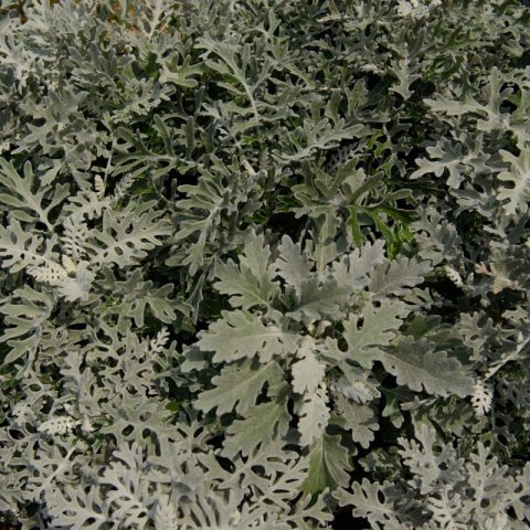 SENECIO CINERARIA Silver Dust