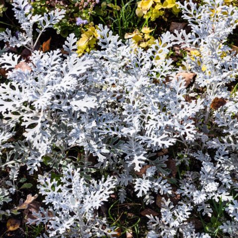 SENECIO CINERARIA Silver Dust