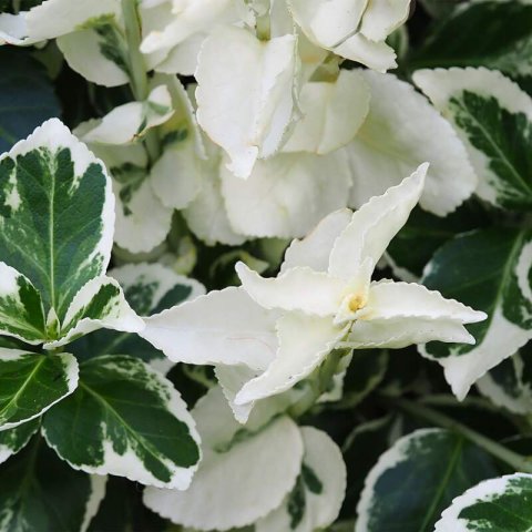 EUONYMUS JAPONICUS Paloma blanca- Japanese Spindle Paloma blanca