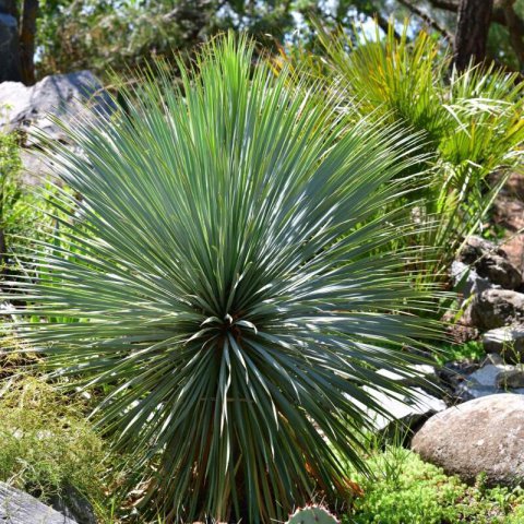 YUCCA ROSTRATA